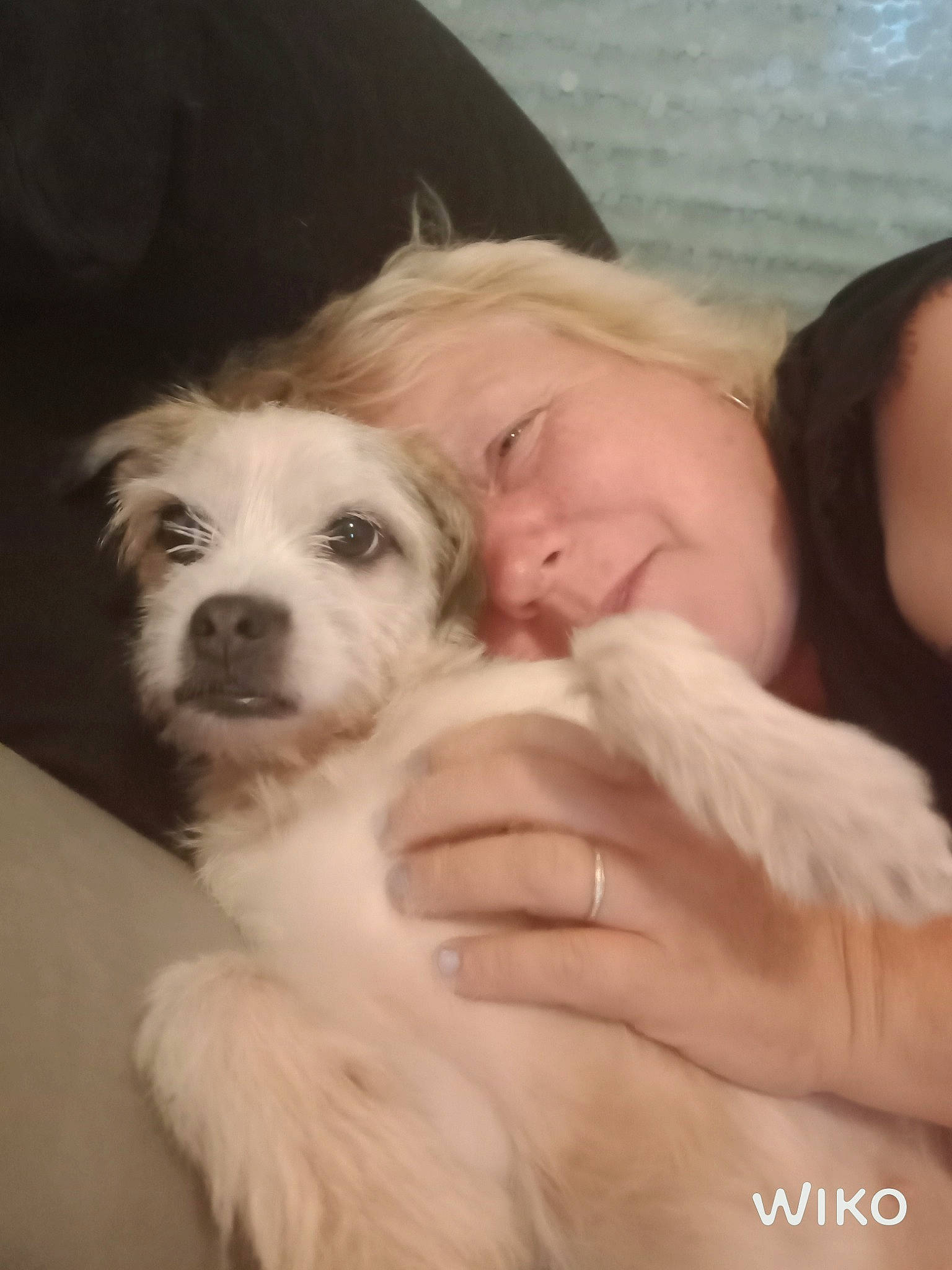 Nabyssa a rejoint le concours — aidez-le/la à gagner de superbes lots ! canidae, carnivore, companion_dog, dog, dog_breed, maltese, mammal, nose, puppy, puppy_love, rare_breed_dog, skin