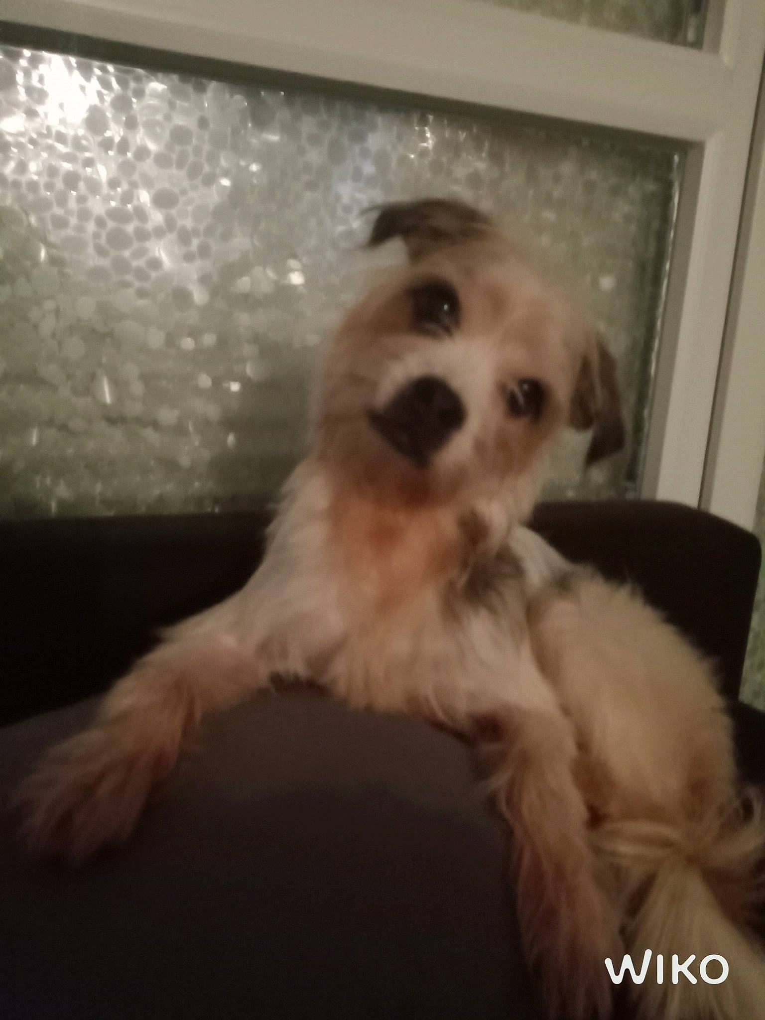 Nabyssa a rejoint le concours — aidez-le/la à gagner de superbes lots ! bichon, bolonka, canidae, carnivore, cavachon, companion_dog, dog, dog_breed, havanese, lhasa_apso, maltese, mammal, morkie, non_sporting_group, nose, puppy, schnoodle, shih_tzu, toy_dog, vertebrate