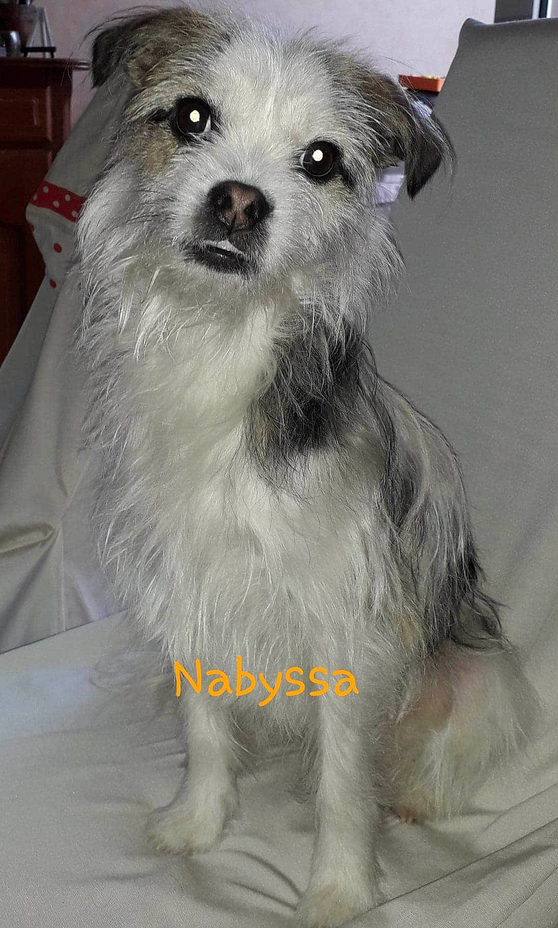 Nabyssa participe au concours pour gagner de l'argent avec cette photo : bolonka, canidae, carnivore, chinese_imperial_dog, companion_dog, dog, dog_breed, kyi_leo, lowchen, maltepoo, maltese, mammal, morkie, puppy, rare_breed_dog, schnoodle, snout, terrier, toy_dog, vertebrate