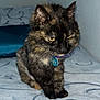 Sakura participe au concours pour gagner de l'argent avec cette photo : cat, tortoiseshell, pet, feline, collar, bed, indoor, animal, fur, whiskers, ears, face, cute, resting, sleepy, domestic, closeup, tag, purple_collar, patterned_bedspread
