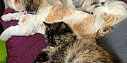 Sakura a rejoint le concours — aidez-le/la à gagner de superbes lots ! dog, cat, couch, blanket, pet, fur, relaxation, indoor, animal, sleeping, companion, purple, cozy, furry, resting, domestic, cute, friendship, household, comfort