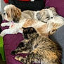 dog, cat, couch, blanket, pet, fur, relaxation, indoor, animal, sleeping, companion, purple, cozy, furry, resting, domestic, cute, friendship, household, comfort