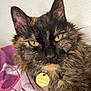 Sakura participe au concours pour gagner de l'argent avec cette photo : cat, tortoiseshell, close_up, pet, feline, yellow_eyes, fur, whiskers, collar, tag, indoor, relaxed, resting, blanket, soft_light, portrait, animal, cute, domestic, curious