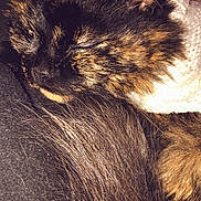 Sakura a rejoint le concours — aidez-le/la à gagner de superbes lots ! cat, tortoiseshell, sleeping, fur, whiskers, closeup, cozy, pet, animal, resting, cute, indoor, soft, warm_lighting, feline, relaxed, fluffy, mammal, domestic_animal, nap