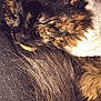 cat, tortoiseshell, sleeping, fur, whiskers, closeup, cozy, pet, animal, resting, cute, indoor, soft, warm_lighting, feline, relaxed, fluffy, mammal, domestic_animal, nap