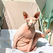 Iris participe au concours pour gagner de l'argent avec cette photo : sphynx_cat, cat, hairless, pet, sunlight, lounge_chair, towel, relaxing, outdoor, animal, skin_folds, pink_skin, raised_leg, resting, feline, cute, portrait, sunbathing, funny_pose, domestic_animal