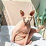 sphynx_cat, cat, hairless, pet, sunlight, lounge_chair, towel, relaxing, outdoor, animal, skin_folds, pink_skin, raised_leg, resting, feline, cute, portrait, sunbathing, funny_pose, domestic_animal