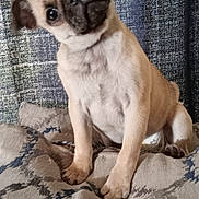 Hazel May joined the competition — help win amazing prizes! pug, puppy, dog, pet, cute, head_tilt, cushion, patterned, indoor, curious, brown, small_dog, fur, ears, face, sitting, textile, background, domestic_animal, canine