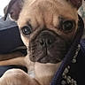 puppy, dog, pug, close_up, cute, pet, animal, indoor, beads, fabric, snuggling, young_dog, curious, face, ears, nose, eyes, portrait, cozy, couch