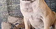 Hazel May is registered to the contest to win money with this photo: dog, pug, puppy, pet, animal, cute, sitting, cushion, fabric, pattern, indoor, portrait, small_dog, brown_fur, ears, face, eyes, nose, snout, canine