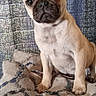 dog, pug, puppy, pet, animal, cute, sitting, cushion, fabric, pattern, indoor, portrait, small_dog, brown_fur, ears, face, eyes, nose, snout, canine
