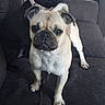 Hazel May joined the competition — help win amazing prizes! dog, pug, two_dogs, black_dog, cream_dog, couch, indoor, pet, animal, living_room, furniture, curious, standing, sitting, companion, domestic, cute, canine, portrait, relaxed