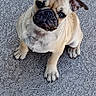 Hazel May is registered to the contest to win money with this photo: dog, pug, pet, animal, sitting, looking_up, curious, ears, face, fur, outdoor, concrete, texture, canine, mammal, paw, small_dog, companion, cute, portrait