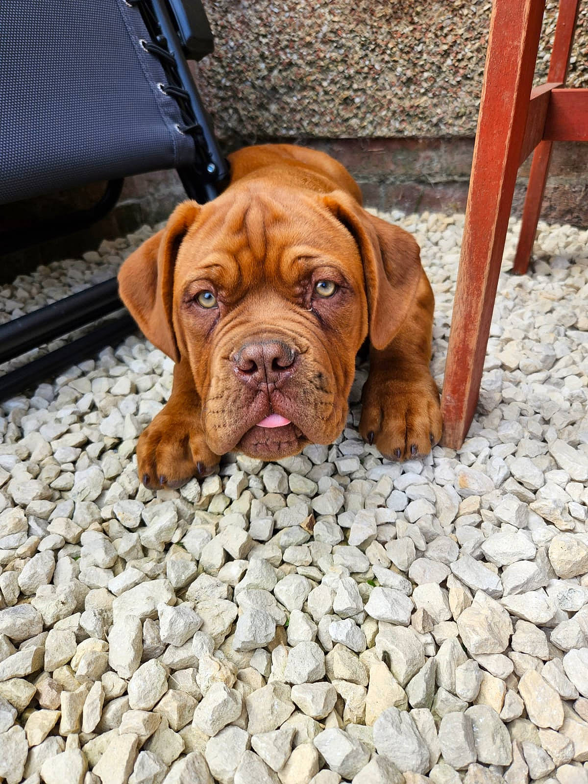 Enzo is registered to the contest to win money with this photo: canidae, carnivore, collar, companion_dog, dog, dog_breed, dog_collar, dog_supply, fawn, floor, flooring, liver, non_sporting_group, snout, sporting_group, terrestrial_animal, wood, working_animal, working_dog, wrinkle