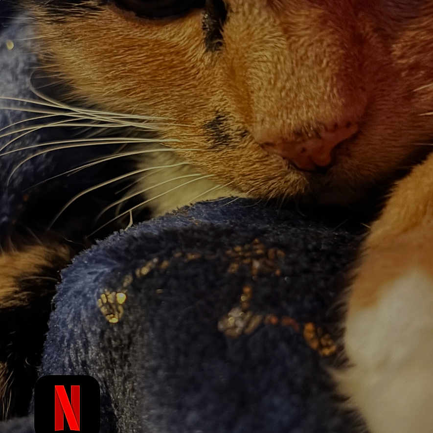 Trouble joined the competition — help win amazing prizes! abyssinian, animal, art, blackcat, cat, collage, computer, computerhardware, electronics, hardware, kitten, laptop, light, manx, monitor, pc, pet, screen, snout, tv