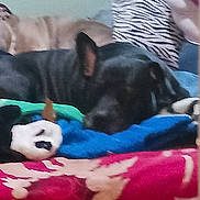 Mr. Chacho Orosco joined the competition — help win amazing prizes! dog, sleeping, bed, blanket, pillow, zebra_pattern, indoor, animal, pet, resting, colorful, fabric, cozy, fur, black_dog, brown_dog, soft, comfort, laying, household
