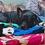 dog, sleeping, bed, blanket, pillow, zebra_pattern, indoor, animal, pet, resting, colorful, fabric, cozy, fur, black_dog, brown_dog, soft, comfort, laying, household