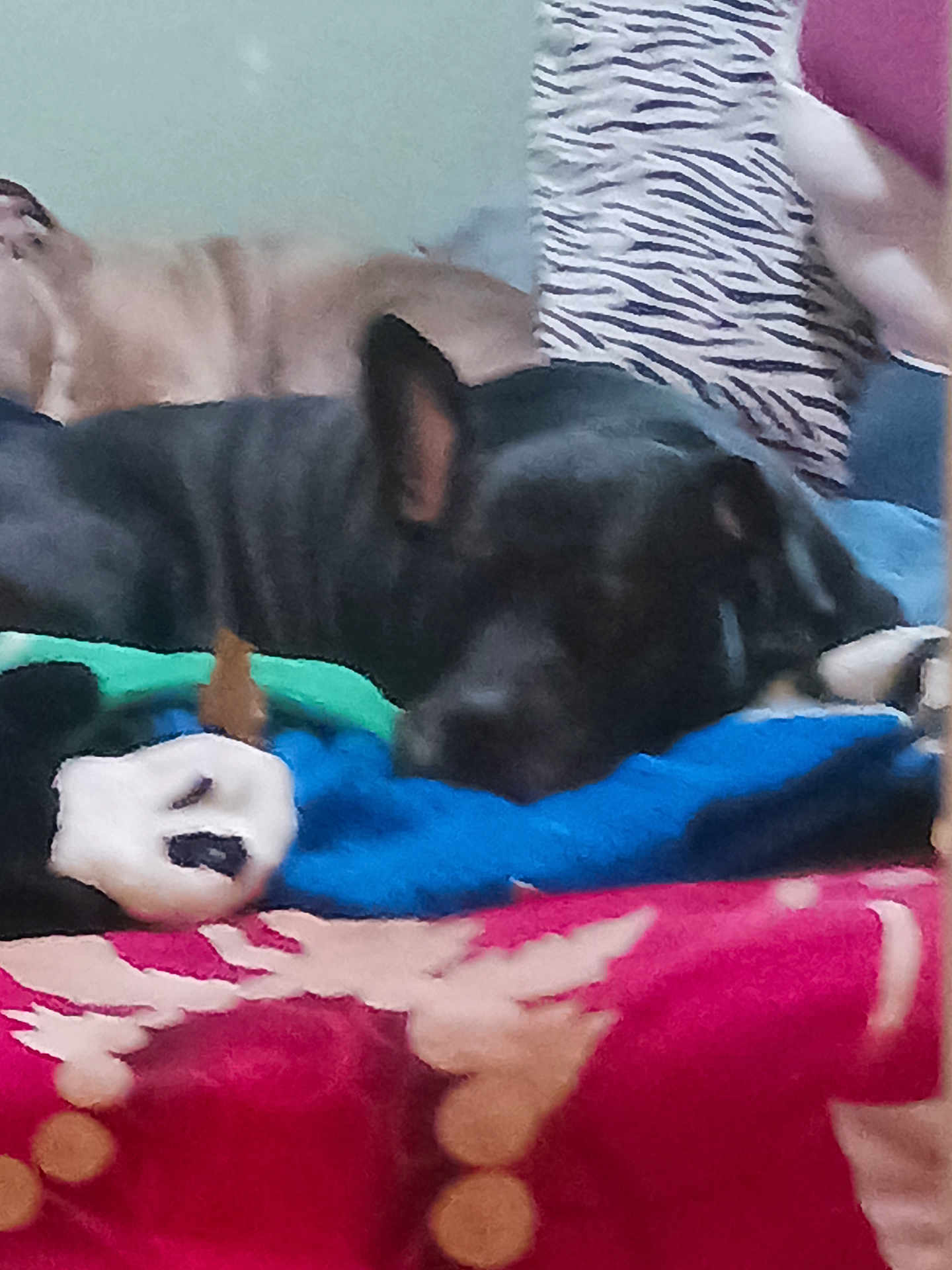 Mr. Chacho Orosco joined the competition — help win amazing prizes! dog, sleeping, bed, blanket, pillow, zebra_pattern, indoor, animal, pet, resting, colorful, fabric, cozy, fur, black_dog, brown_dog, soft, comfort, laying, household
