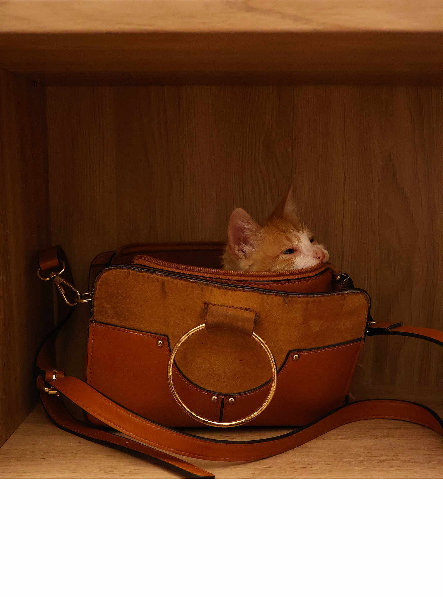 Bonnay Thomas a rejoint le concours — aidez-le/la à gagner de superbes lots ! kitten, cat, handbag, brown, wooden_shelf, pet, curious, orange_cat, white_cat, indoor, cozy, fur, small_pet, cute, animal, domestic_cat, resting, exploring, feline, hideout