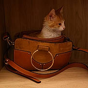 Bonnay Thomas a rejoint le concours — aidez-le/la à gagner de superbes lots ! kitten, cat, handbag, leather, brown, orange, white, shelf, wood, pet, animal, cute, fur, domestic, indoor, small, young, side_view, resting, curious
