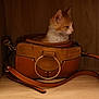 kitten, cat, handbag, leather, brown, orange, white, shelf, wood, pet, animal, cute, fur, domestic, indoor, small, young, side_view, resting, curious