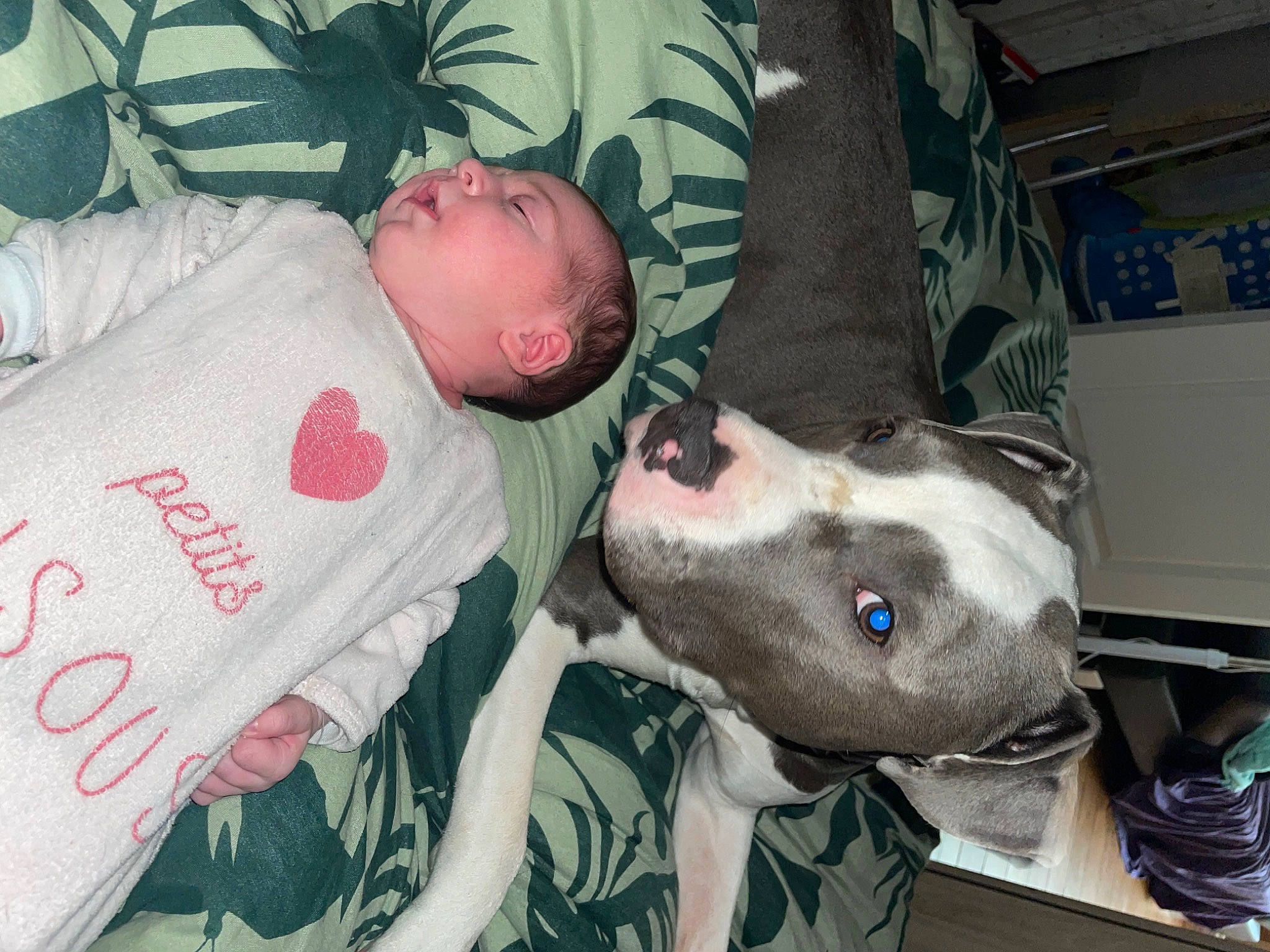 Yléna a rejoint le concours — aidez-le/la à gagner de superbes lots ! baby, baby_products, baby_toddler_clothing, bedding, bedtime, canidae, carnivore, child, comfort, companion_dog, dog, dog_breed, hat, helmet, linens, nap, person, room, sporting_group, toddler