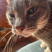 Cindy joined the competition — help win amazing prizes! animal, cat, close_up, curious, cushion, domestic, ears, eyes, face, feline, focus, fur, indoor, nose, pet, portrait, soft_light, texture, whiskers, wood