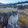 cat, blue_eyes, tree_stump, chain_link_fence, outdoor, grass, mountains, nature, animal, pet, wildlife, daylight, feline, sitting, fur, whiskers, tail, desert, sky, landscape
