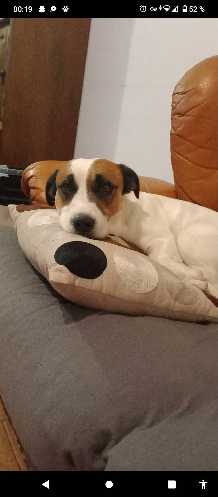 Chico a rejoint le concours — aidez-le/la à gagner de superbes lots ! carnivore, collar, comfort, companion_dog, couch, dog, dog_bed, dog_breed, dog_supply, fawn, flooring, fur, linens, nap, non_sporting_group, paw, pet_supply, puppy, sporting_group, working_animal