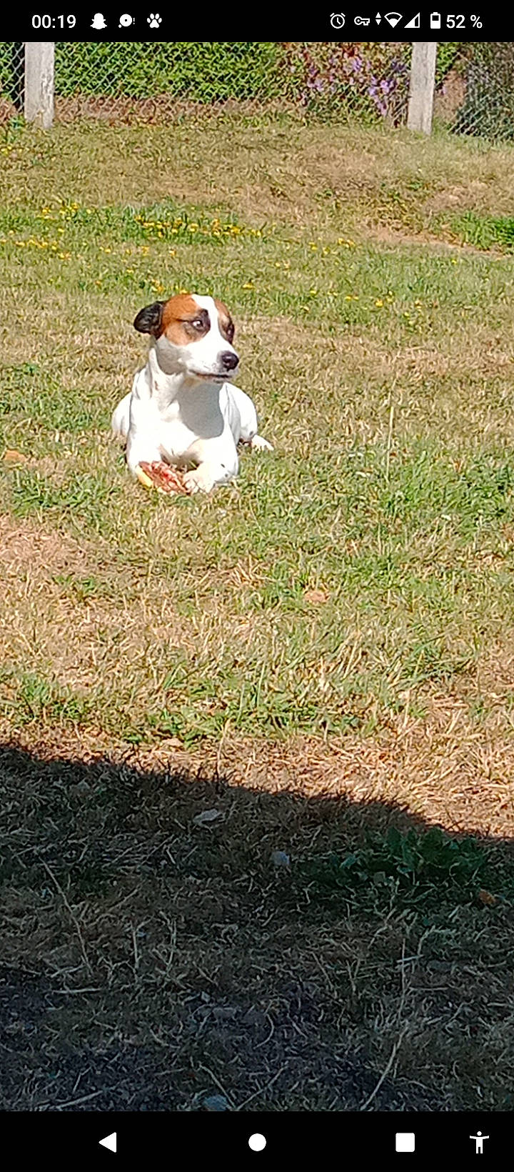 Chico a rejoint le concours — aidez-le/la à gagner de superbes lots ! canidae, carnivore, companion_dog, dog, dog_breed, fawn, grass, grass_family, grassland, groundcover, pasture, plant, prairie, snout, soil, sporting_group, tail, terrestrial_animal, wildlife, working_animal