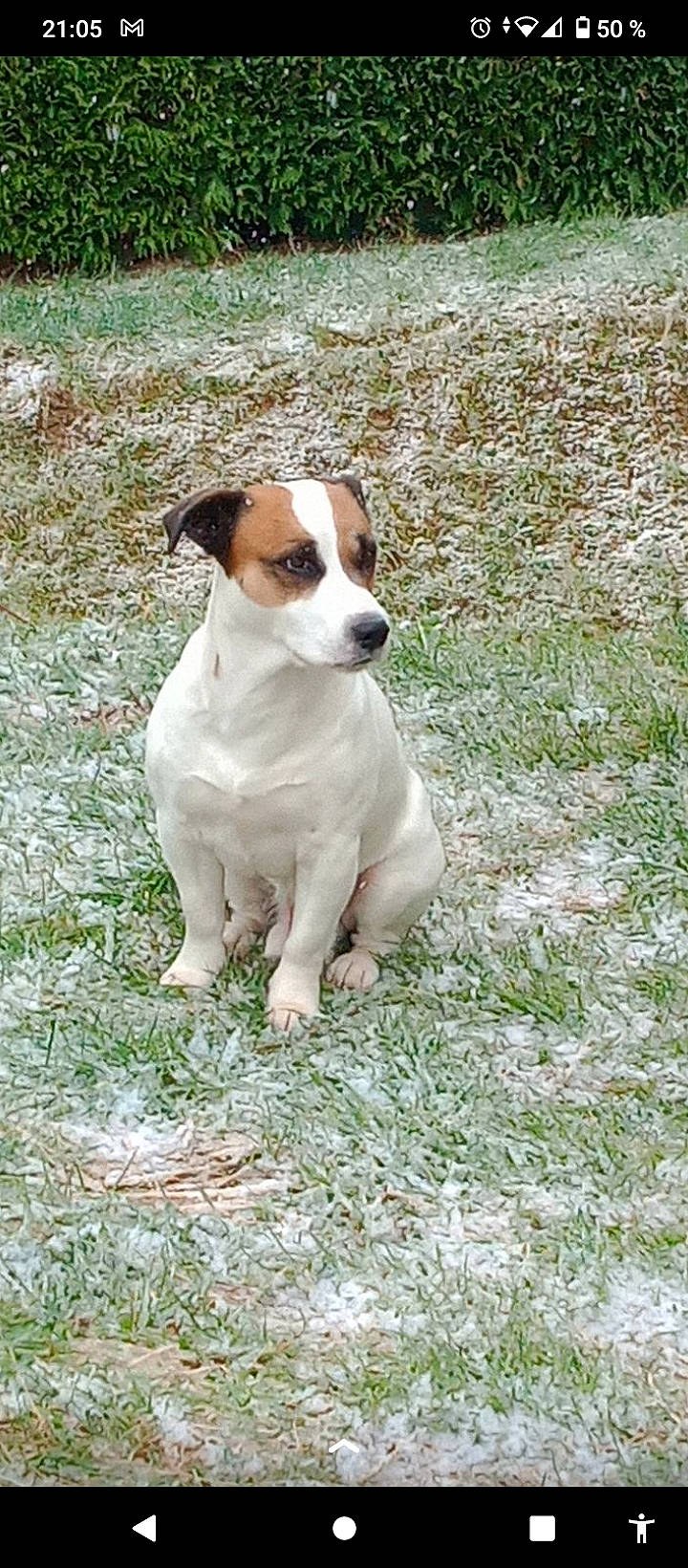 Chico participe au concours pour gagner de l'argent avec cette photo : ancient_dog_breeds, canidae, carnivore, companion_dog, dog, dog_breed, fawn, grass, hunting_dog, irishjacks, non_sporting_group, plant, snout, sporting_group, tail, terrestrial_animal, whiskers, working_animal, working_dog