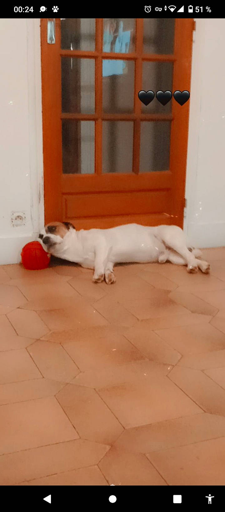 Chico a rejoint le concours — aidez-le/la à gagner de superbes lots ! carnivore, comfort, companion_dog, dog, dog_breed, door, fawn, felidae, floor, flooring, hardwood, mammal, paw, small_to_medium_sized_cats, tail, toy, vertebrate, whiskers, window, wood