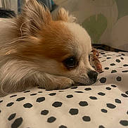 Kyky participe au concours pour gagner de l'argent avec cette photo : animal, bedroom, blanket, brown_and_white, close_up, companion, cozy, cute, dog, ears, fluffy, fur, indoor, lying_down, pet, polka_dot, relaxed, resting, small_dog, snout