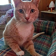 Sebastian is registered to the contest to win money with this photo: animal, cat, closeup, cozy, curtains, domestic_cat, ears, furniture, indoor, living_room, looking, orange_cat, pet, plaid_couch, sitting, tail, whiskers, white_paws, window, wood_paneling