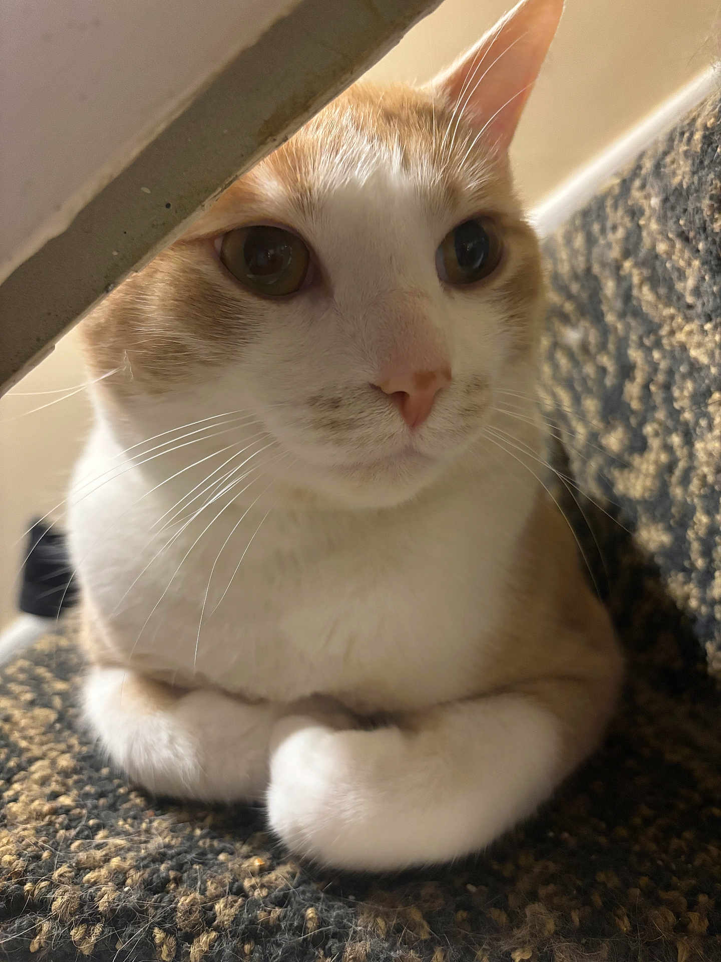 Canelo joined the competition — help win amazing prizes! cat, orange_and_white_cat, whiskers, paws, loaf_pose, close_up, indoor, carpet, staircase, ears, nose, eyes, fur, portrait, pet, curious, soft_lighting, resting, home, domestic_cat