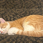 Canelo is registered to the contest to win money with this photo: cat, sleeping, orange_cat, white_fur, tabby, carpet, patterned_carpet, stairs, fur_texture, pet, domestic_cat, relaxed, nap, curled_up, tail, paw, ear, whiskers, closeup, indoor