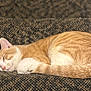cat, sleeping, orange_cat, white_fur, tabby, carpet, patterned_carpet, stairs, fur_texture, pet, domestic_cat, relaxed, nap, curled_up, tail, paw, ear, whiskers, closeup, indoor
