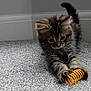 Mylo is registered to the contest to win money with this photo: animal, carpet, cat, claws, corner, cute, feline, focus, fur, indoor, kitten, paw, pet, playful, small, spring, tabby, toy, whiskers, young