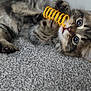 Mylo is registered to the contest to win money with this photo: animal, carpet, cat, claws, curious, cute, domestic_cat, floor, fur, indoor, kitten, paw, pet, playful, relaxed, tabby, toy, whiskers, yellow_toy, young_cat