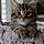 Mylo