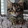Mylo