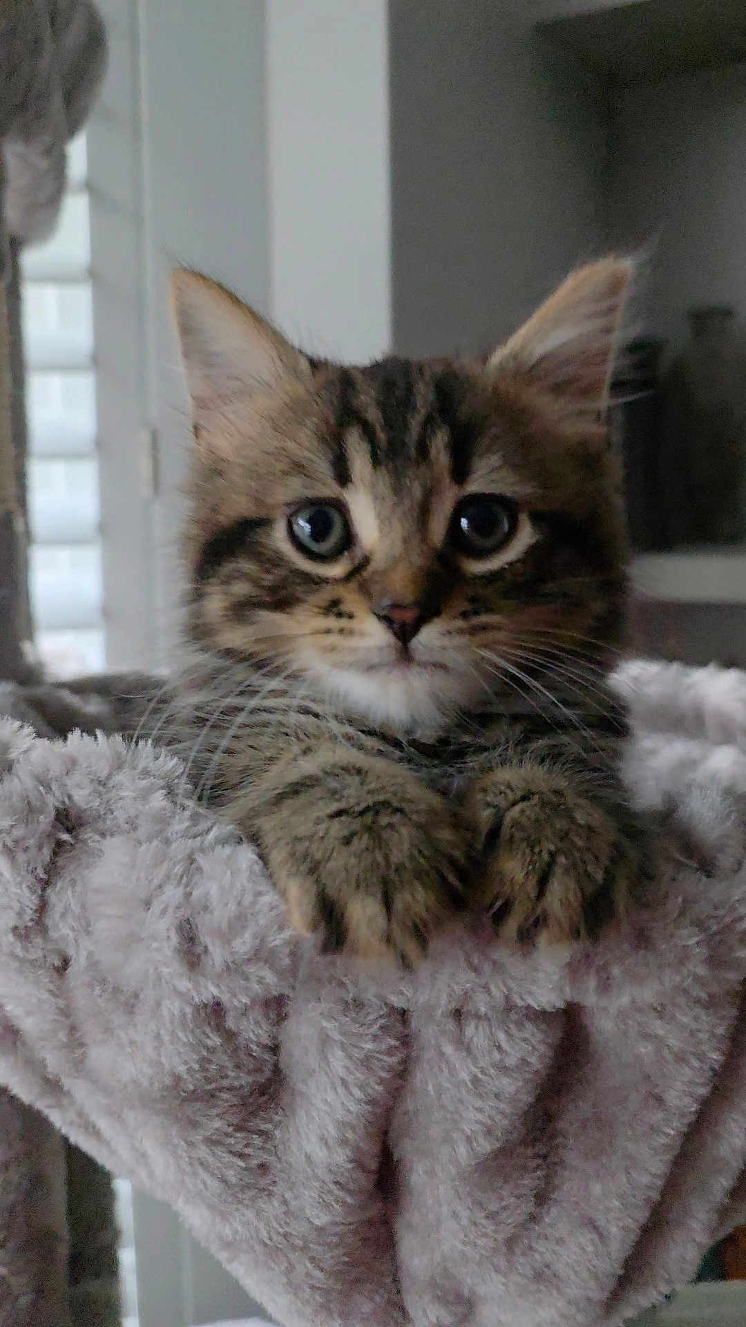 Mylo joined the competition — help win amazing prizes! animal, blanket, cat, closeup, cozy, curious, cute, ears, face, feline, fur, indoor, kitten, paws, pet, resting, soft, tabby, whiskers, young