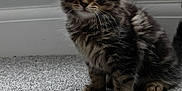 Mylo is registered to the contest to win money with this photo: animal, carpet, cat, closeup, curious, ears, feline, fluffy, gray_carpet, indoor, kitten, pet, sitting, small, spring_toy, tabby, tail, toy, whiskers, young