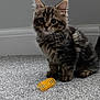animal, carpet, cat, closeup, curious, ears, feline, fluffy, gray_carpet, indoor, kitten, pet, sitting, small, spring_toy, tabby, tail, toy, whiskers, young