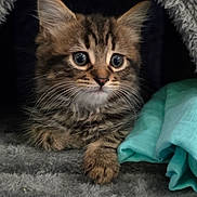 Mylo is registered to the contest to win money with this photo: animal, blue_cloth, cat, cave, cozy, curious, cute, ears, fur, furry, indoor, kitten, paws, pet, resting, soft, tabby, texture, whiskers, young