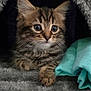 animal, blue_cloth, cat, cave, cozy, curious, cute, ears, fur, furry, indoor, kitten, paws, pet, resting, soft, tabby, texture, whiskers, young
