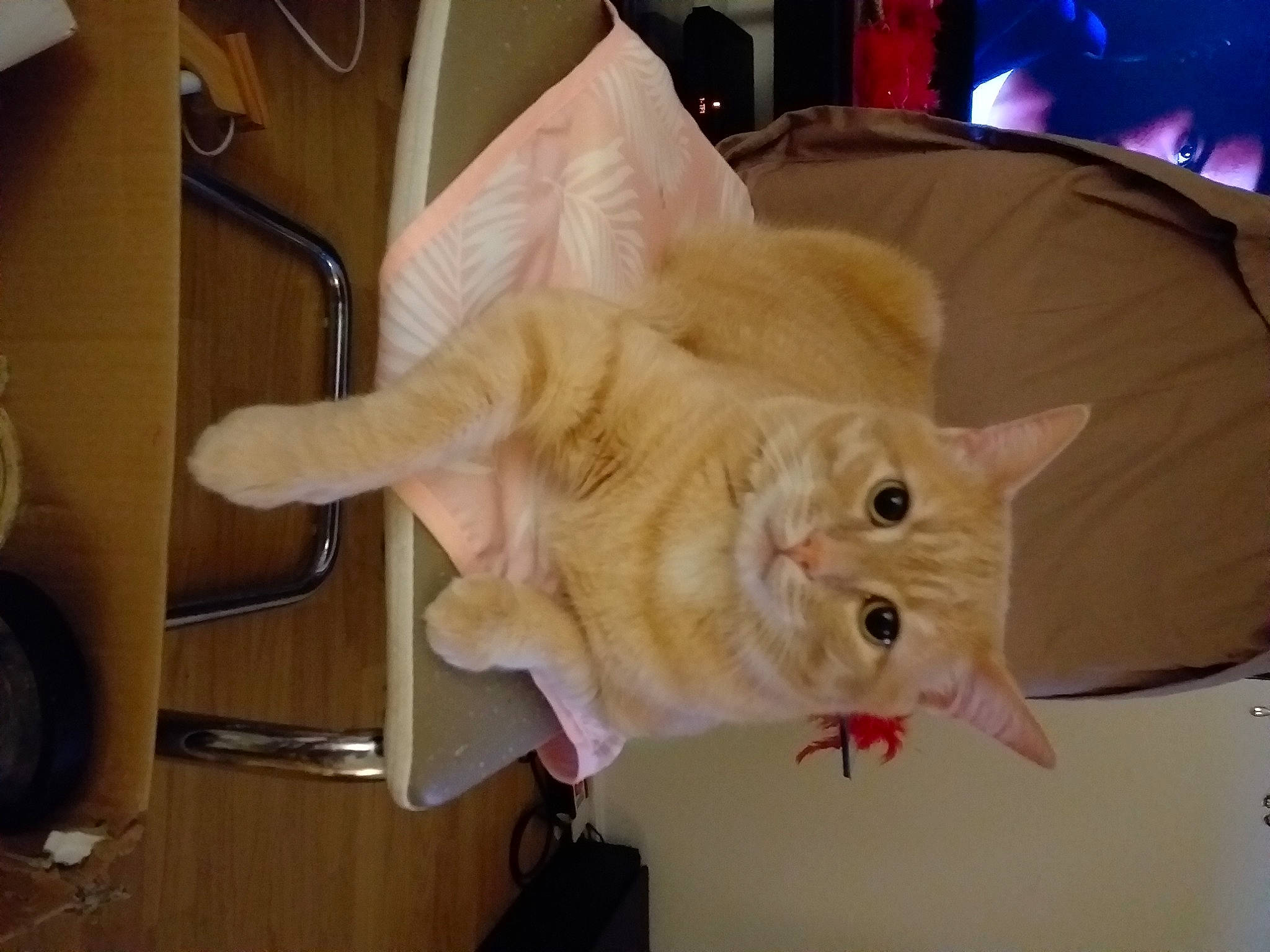 Mystic participe au concours pour gagner de l'argent avec cette photo : carnivore, cat, claw, comfort, domestic_short_haired_cat, event, fawn, felidae, fur, paw, room, small_to_medium_sized_cats, snout, tail, whiskers