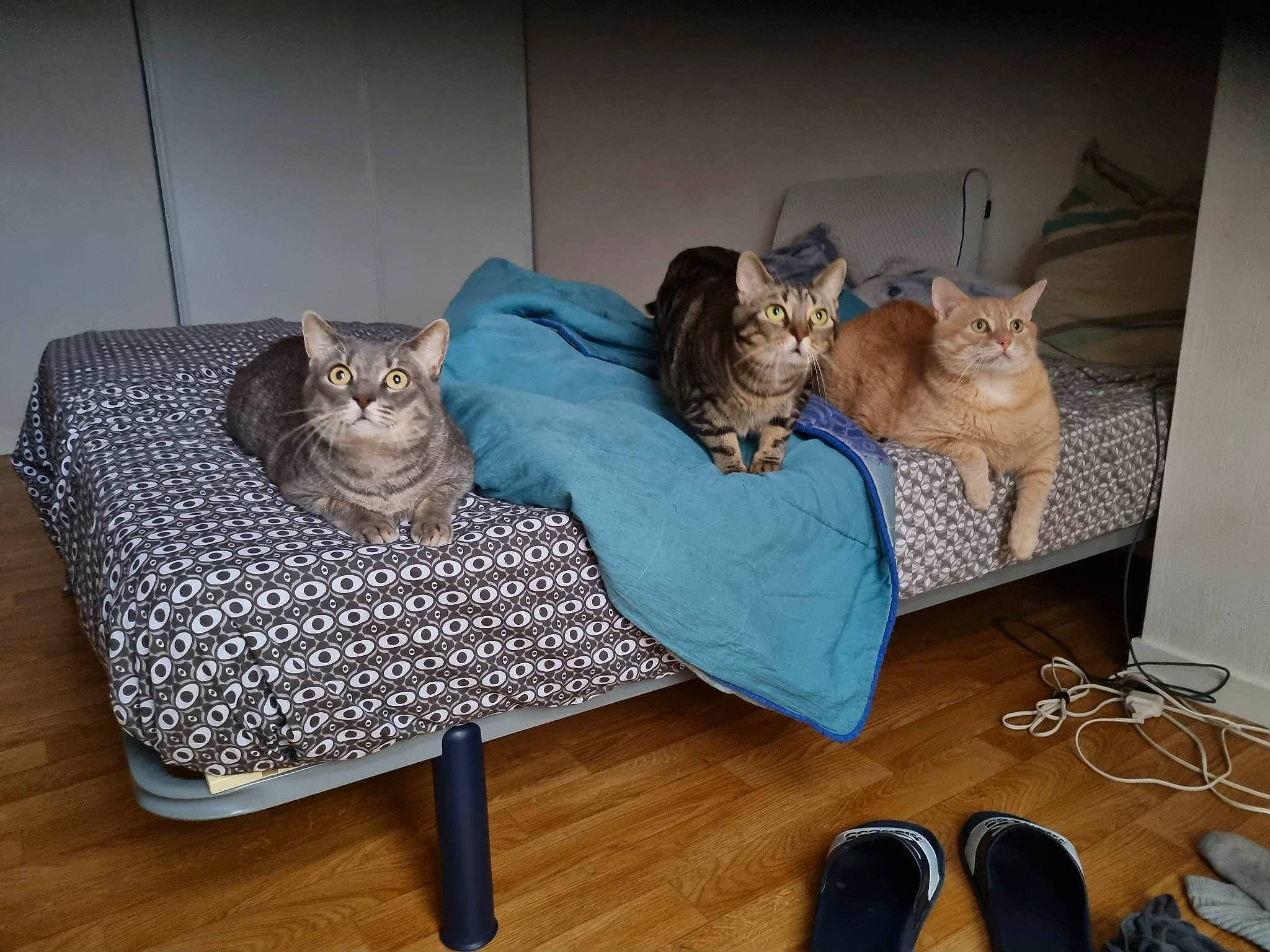 Mystic participe au concours pour gagner de l'argent avec cette photo : carnivore, cat, cat_supply, comfort, domestic_short_haired_cat, fawn, felidae, flooring, fur, grey, hardwood, interior_design, linens, pet_supply, room, small_to_medium_sized_cats, tail, whiskers, wood, wood_flooring