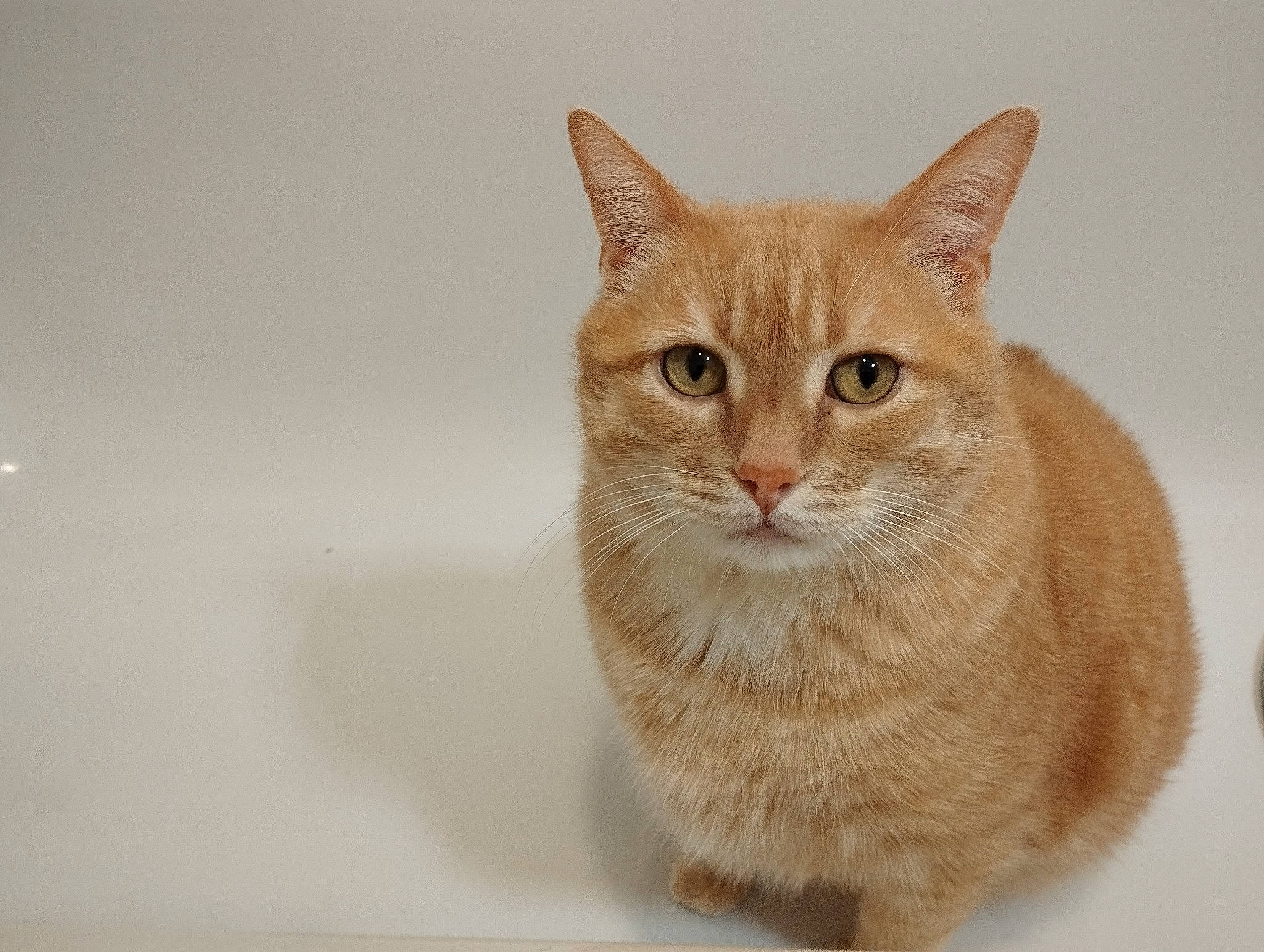 Mystic participe au concours pour gagner de l'argent avec cette photo : art, carnivore, cat, domestic_short_haired_cat, felidae, fur, small_to_medium_sized_cats, snout, tail, terrestrial_animal, whiskers, window, wood