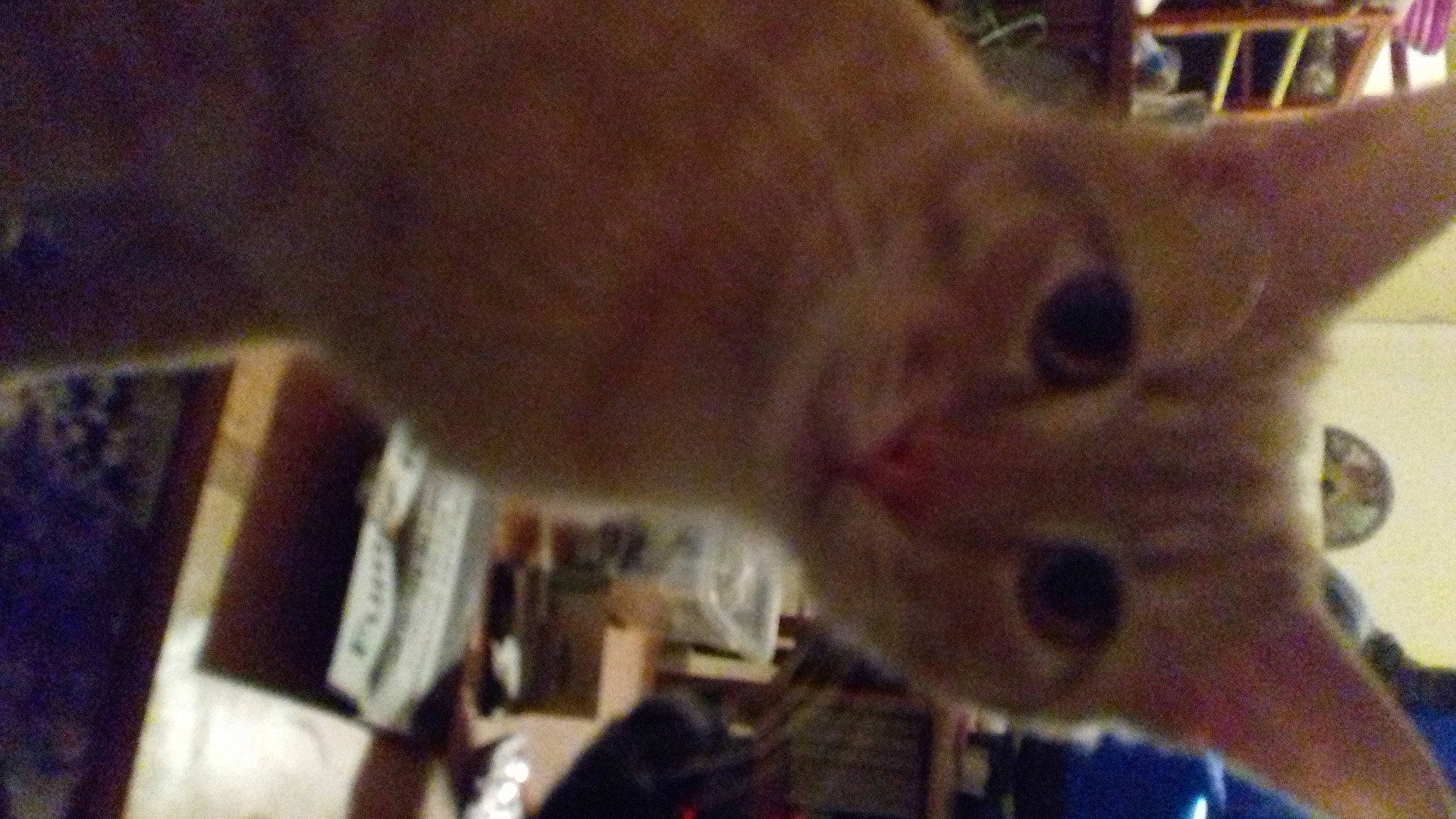 Mystic participe au concours pour gagner de l'argent avec cette photo : carnivore, cat, domestic_short_haired_cat, ear, event, fawn, felidae, fur, small_to_medium_sized_cats, snout, terrestrial_animal, whiskers